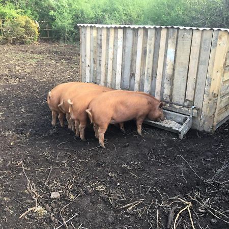 هيلستون Higher Trenear Farm B&B المظهر الخارجي الصورة